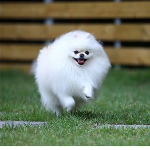 Meet your Posher, Averiahna